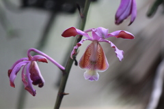 Myrmecophila tibicinis