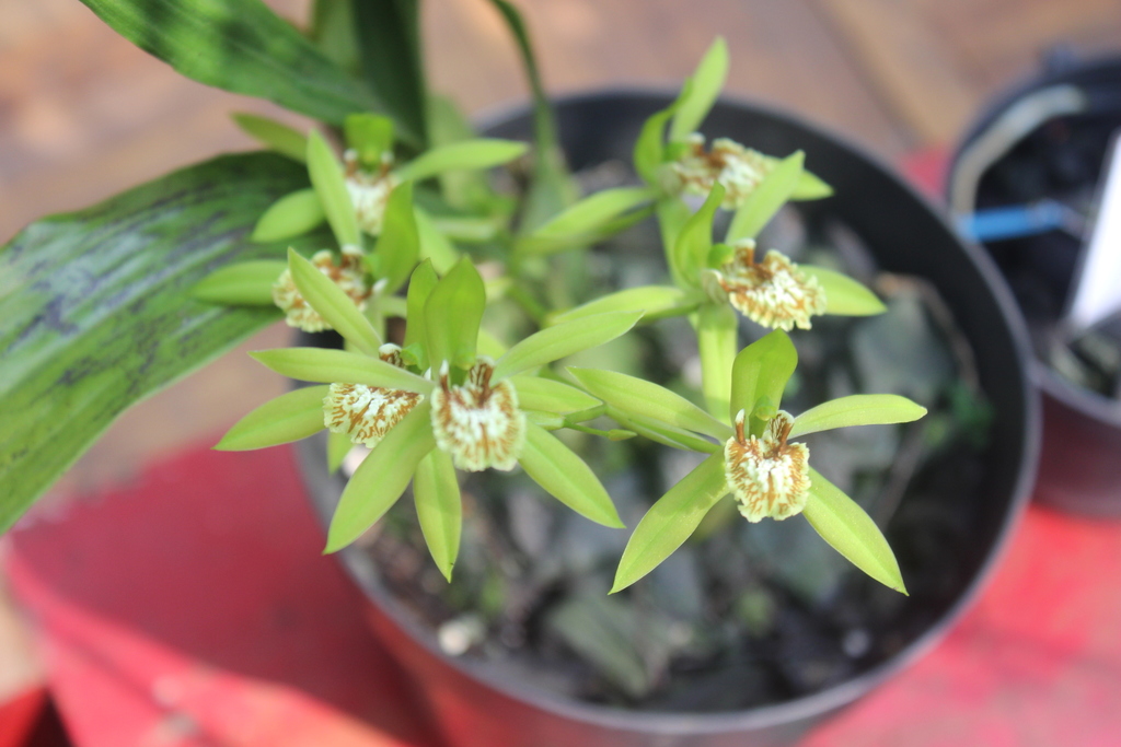 Coelogyne peltastes