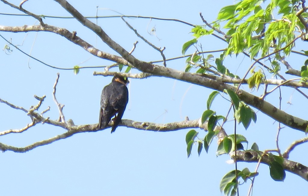 Bat Falcon from Finca Bayano rice farm, Panama on January 14, 2019 at ...