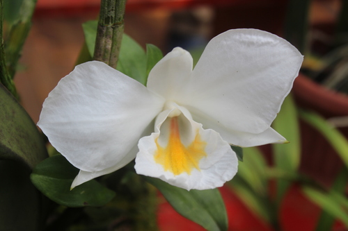 Formosum Orchid