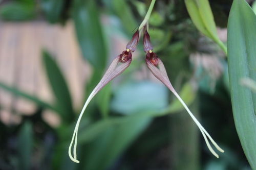 Two-Flowered Bulbophyllum