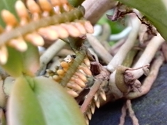 Campylocentrum schiedei