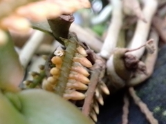 Campylocentrum schiedei