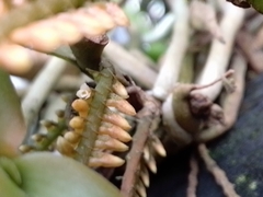 Campylocentrum schiedei