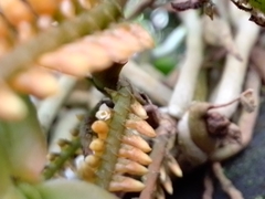 Campylocentrum schiedei