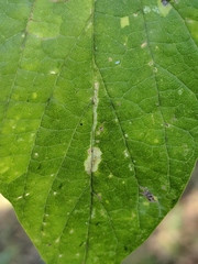 Phyllonorycter celtisella