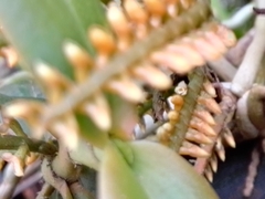 Campylocentrum schiedei