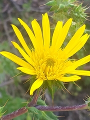 Berkheya heterophylla radiata