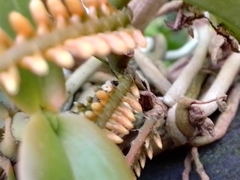 Campylocentrum schiedei