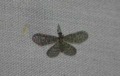 Nallachius americanus