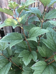 Viburnum acerifolium