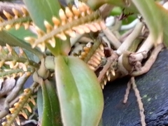 Campylocentrum schiedei