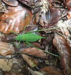 Poecilimon schmidtii