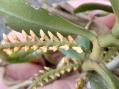 Campylocentrum schiedei