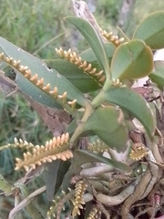 Campylocentrum schiedei