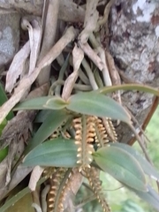 Campylocentrum schiedei