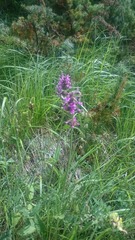 Betonica hirsuta