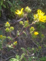 Berkheya heterophylla radiata