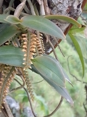 Campylocentrum schiedei