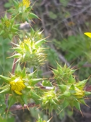Berkheya heterophylla radiata