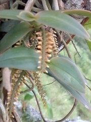 Campylocentrum schiedei