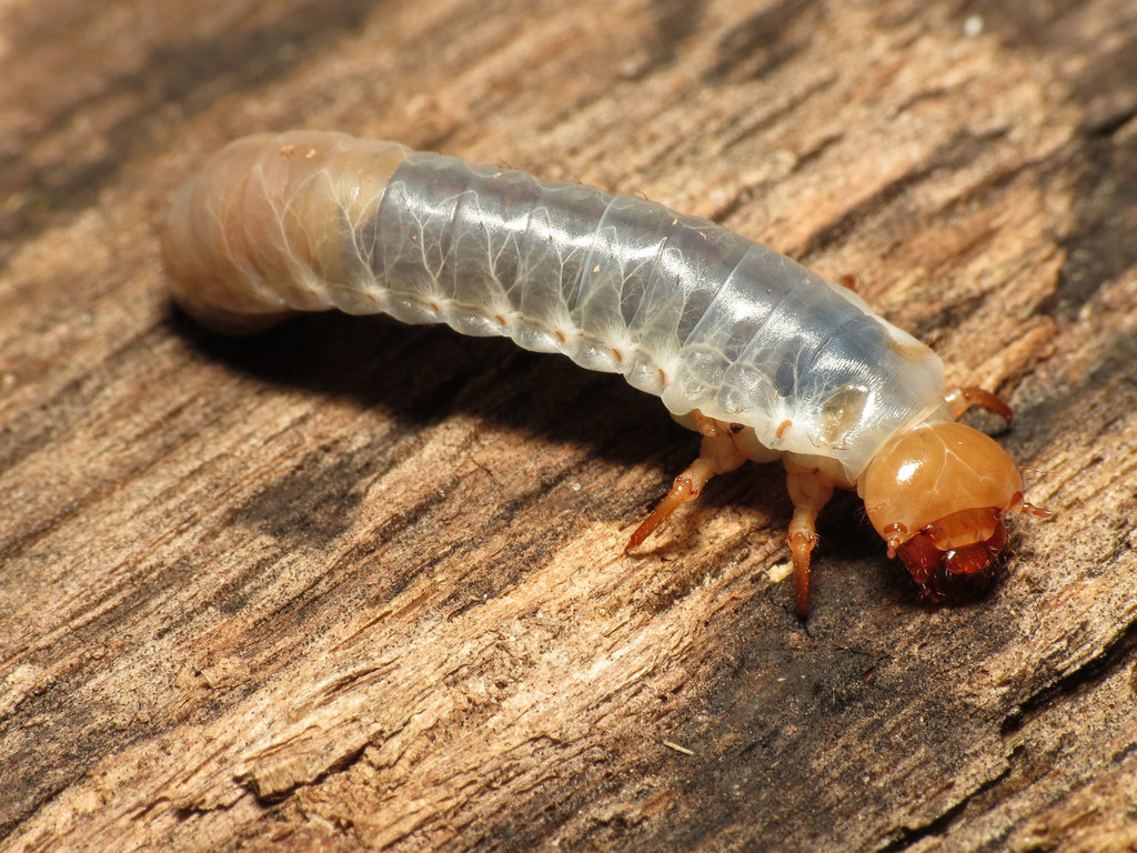 bessbug