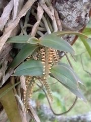 Campylocentrum schiedei