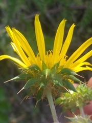Berkheya heterophylla radiata