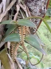 Campylocentrum schiedei