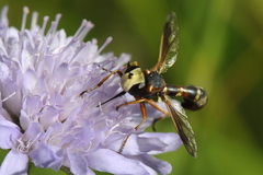 Physocephala vittata