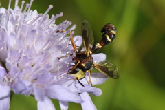 Physocephala vittata