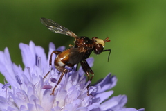 Sicus ferrugineus