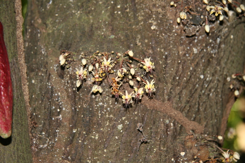 Theobroma cacao - Whole tree