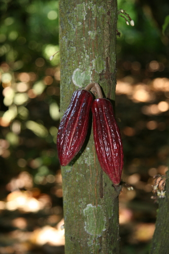 Theobroma cacao