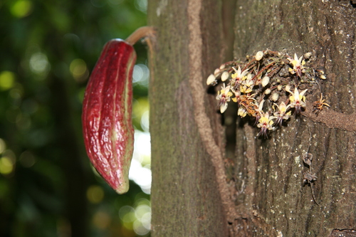 Theobroma cacao