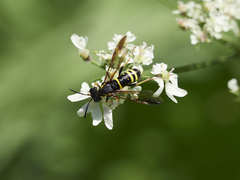 Tenthredo vespa