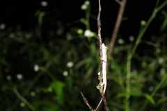 Anolis ustus