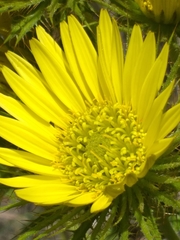 Berkheya carlinoides