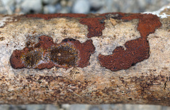 Hypoxylon rubiginosum