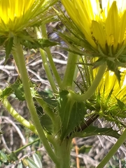 Berkheya carlinoides
