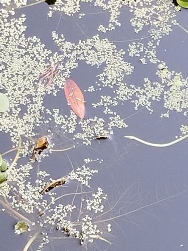 Lemna minor image