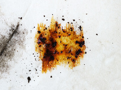 Hypoxylon rubiginosum