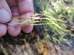 Isolepis fluitans