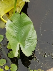 Nuphar advena image