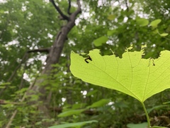 Aristolochia macrophylla