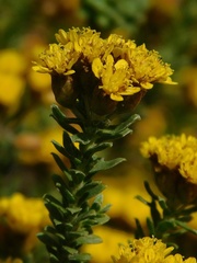 Oedera genistifolia