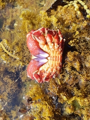 Eurynolambrus australis