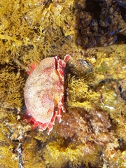 Eurynolambrus australis