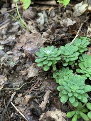 Sedum glaucophyllum