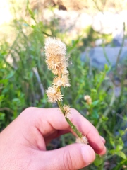 Baccharis sagittalis